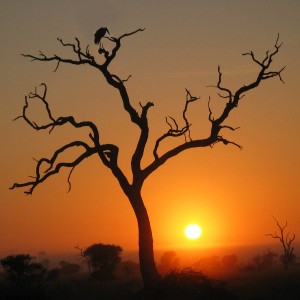 Sunset in Kruger National Park