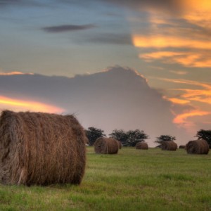 Rolled Hay on the Highveld