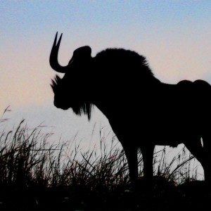 Black Wildebeest