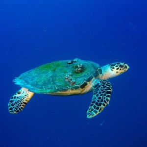 Turtle Swimming On The Spiegel Grove