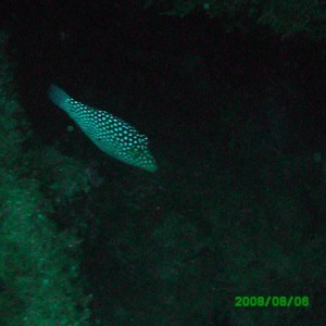 2008-08-06_12_White_Spotted_Puffer_1280x960_
