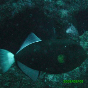 2008-08-06_13_Pink_Tailed_Triggerfish_1280x960_