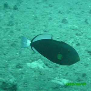 2008-08-06_15_Pink_Tailed_Triggerfish_1280x960_