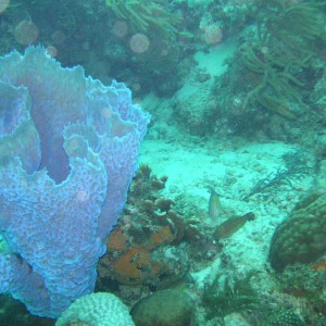 bonaire_scuba_036