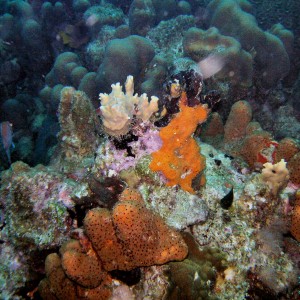 bonaire_scuba_042