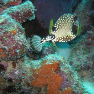 Bonaire_4_