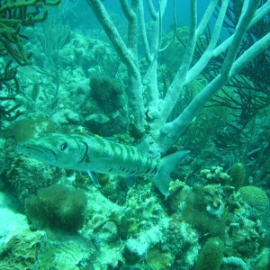 Scuba_Bonaire_13_