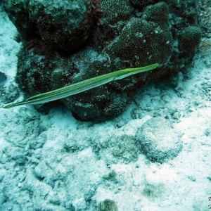 bonaire_scuba_065