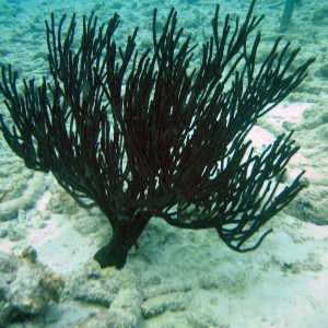 bonaire_scuba_070