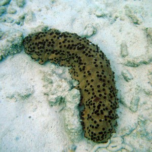 bonaire_scuba_071