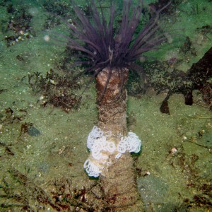 Monterey: Nudibrach eggs on an ??enemone??