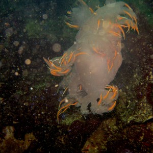 Monterey Nudibrach dancing ...