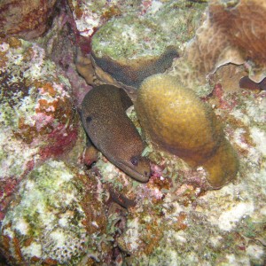 Bonaire