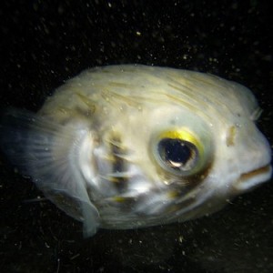 Diodon nichthemeris (Globefish) closeup