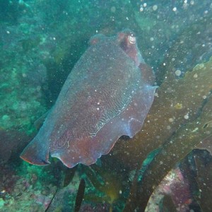 Sepia apama (Australian Giant Cuttlefish)
