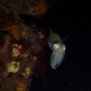 Euprymna tasmanica (Southern Dumpling Squid)