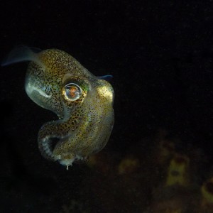 Euprymna tasmanica (Southern Dumpling Squid) closeup