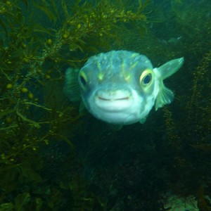 Diodon nichthemeris (Globefish)