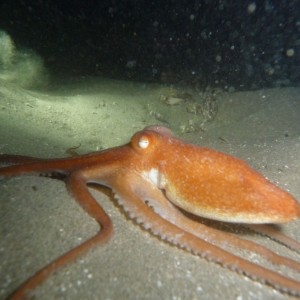 Octopus kaurna (Sand Octopus) creeping along