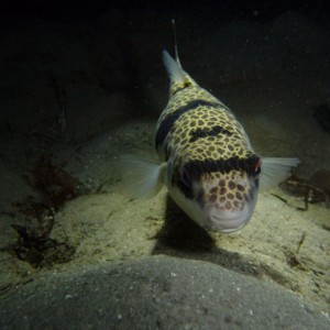 Tetractenos glaber (Smooth Globefish)