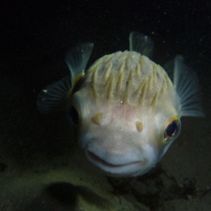 Inquisitive Diodon nichthemeris (Globefish)