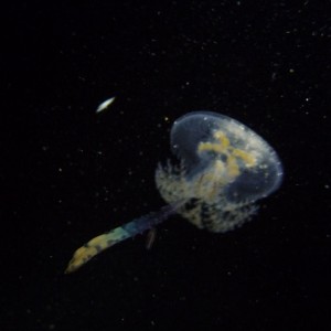 Some sort of tiny jellyfish?