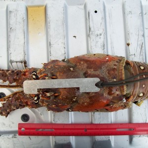 Lobster Gauged