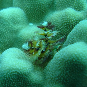 6-14-08_Coral_gardens_16_