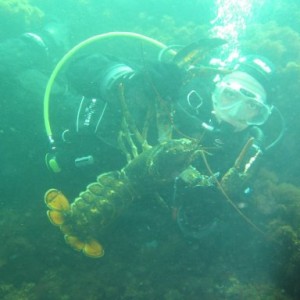 lobster24