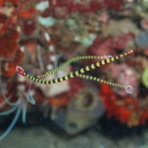 Banded Pipefish