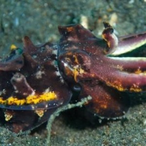 Flamboyant Cuttlefish