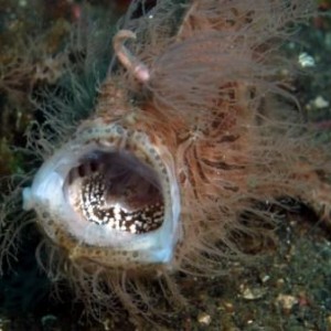 Hairy Frogfish