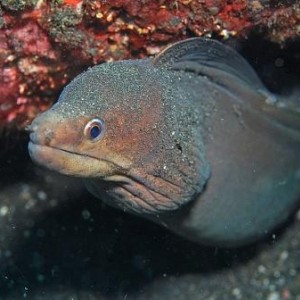 Moray Eel