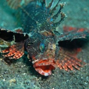 Scorpionfish