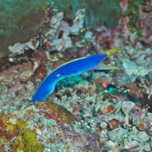 Ribbon Eel