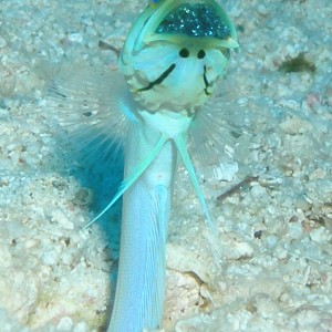 Yellow Headed Jawfish with eggs
