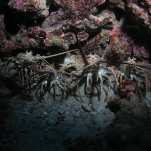 Lobsters-2