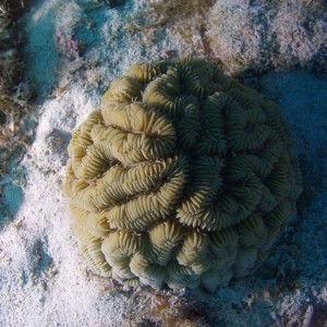 Maze coral