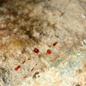 Banded shrimp