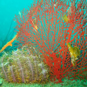 colourful coral