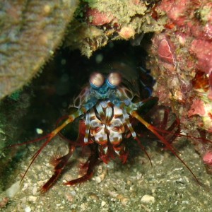 Praying mantis shrimp