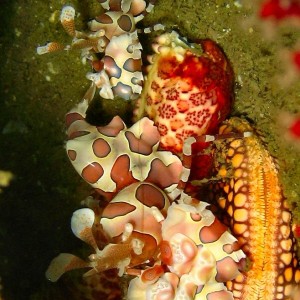 Two Harlequin shrimp