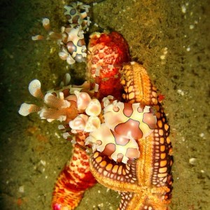 Harlequin shrimp (two of them)