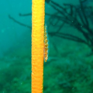 Glass Goby