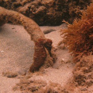 red seahorse