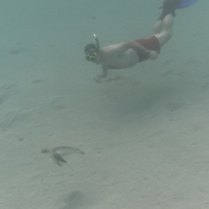 snorkling with the turtles