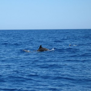 Dolphins