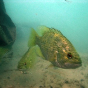 Bass in the St. Clair River