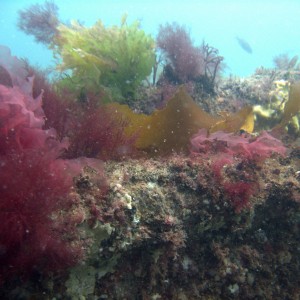 Top edge of the YSD-56 Wreck, Vineyard Sound, MA