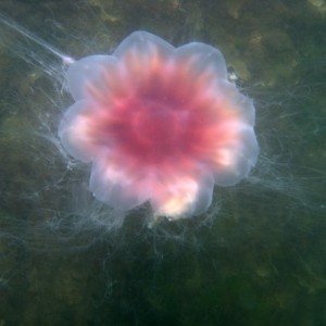 Lion's Mane Jellyfish, Fort Wetherill, RI